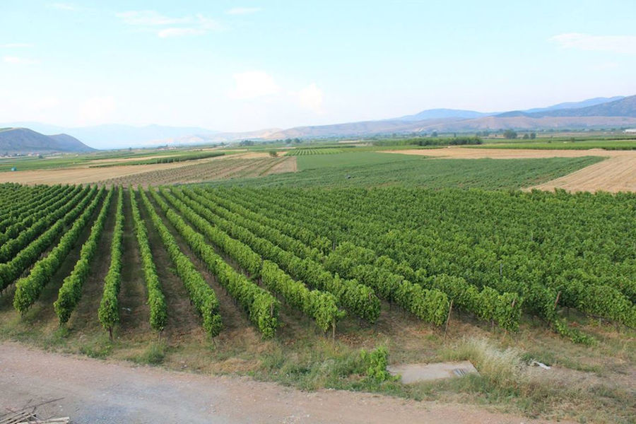 rows of vines at 'Domaine Karanika' vineyards in the background of blue sky and mountains